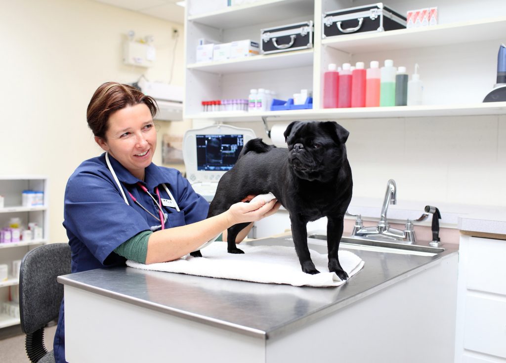 goodf ]veterinary-clinic