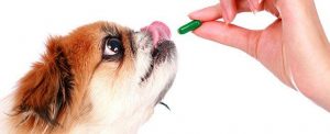 immune support for dogs